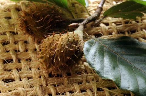 Beech seeds on the branch Stock Photos