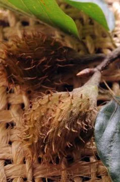 Beech seeds on the branch Stock Photos