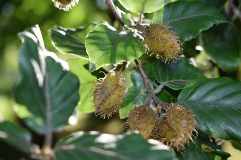 Beech seeds on the branch Stock Photos