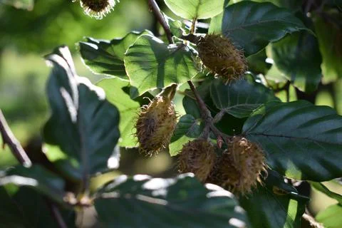 Beech seeds on the branch Stock Photos