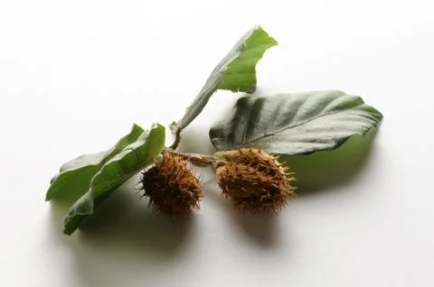Beech seeds on white background Stock Photos
