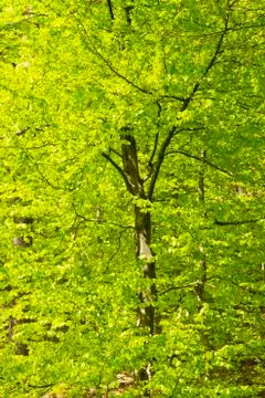 Beech in springtime with fresh green leafs in a forest Stock Photos