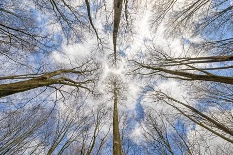 Beech Towers Stock Photos