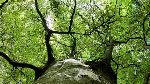 Beech Tree in Ancient Woodland 動画素材 145145353