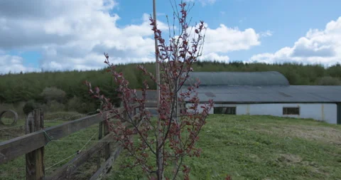 Beech tree and farm shed buildings Stock Footage 238994569