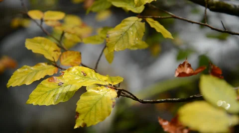 Beech tree in autumn Stock Footage 29960584