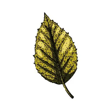 Beech tree autumn leaf sketch hand drawn vector Stock Illustration