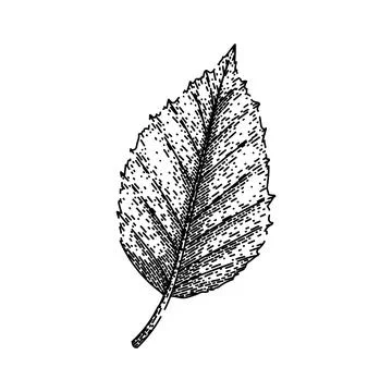 Beech tree autumn leaf sketch hand drawn vector Stockillustratie
