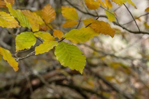 Beech tree autumn leaves Stock Photos