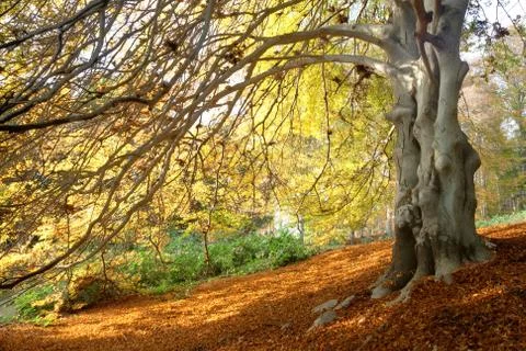 Beech tree in autumn Stock Photos