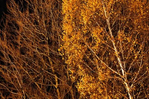 Beech tree in autumn Stock Photos