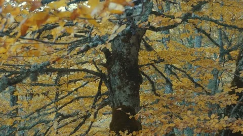 Beech tree in Autumn, static view with centered trunk Video stock 56280501