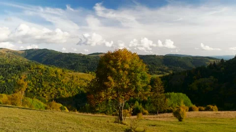 Beech tree at autumn, the wind gently moves the green yellow leaves Stock Footage 140925325