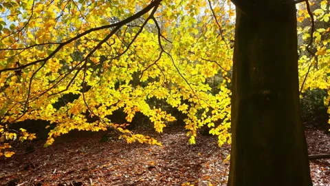 Beech tree with backlit golden colored leaves Stock Footage 208965411