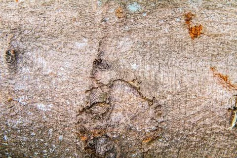 Beech tree bark Stock Photos