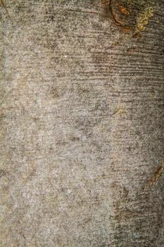 Beech tree bark Stock Photos