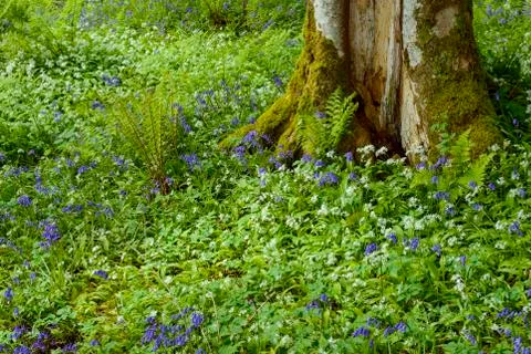 Beech tree with bear's garlic and bluebells near Armadale on the Isle of Skye in Stock Photos