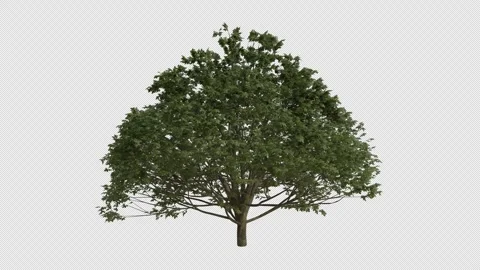 Beech Tree blowing in the wind. Alpha Channel. Loop Animation Stock Footage 278365937