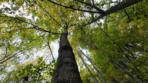 Beech tree from bottom to the top and rotating crown Stock Footage 290462884