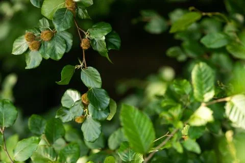 Beech tree branch with beech seeds. Beech nuts. The concept of botany Stock Photos