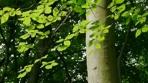 Beech Tree branch catching sunlight. Stock Footage 11236413