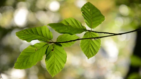 Beech tree branch - Fagus sylvatica Stockbeeldmateriaal 29958753