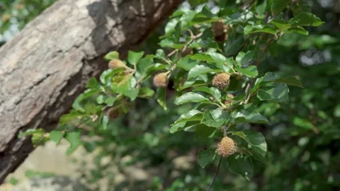 A beech tree branch flutters in the wind Stock Footage 318603162