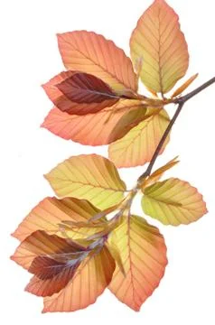 Beech tree branch Stock-Fotos