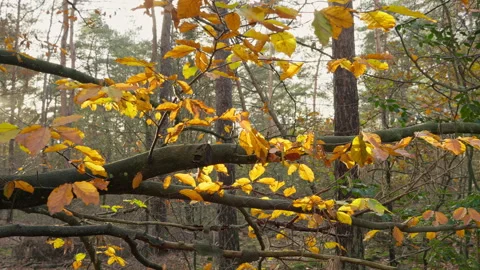 Beech tree branch with yellow golden leaves at autumn Stock Footage 269141522