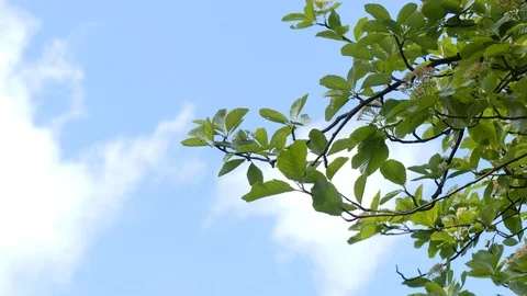 Beech Tree branches blowing in wind with blue sky and white clouds behind Stock Footage 95031985
