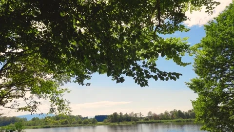 Beech tree, branches,  green leaves against the sun 動画素材 248165986