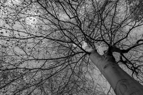 Beech tree branches in winter from below in black and white abstract background Foto stock