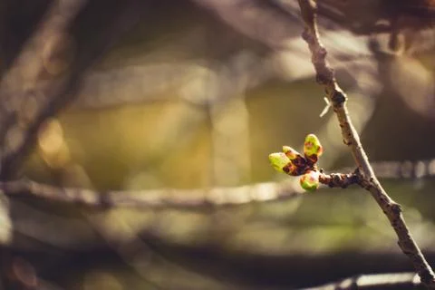 Beech tree bud about to open Stock Photos