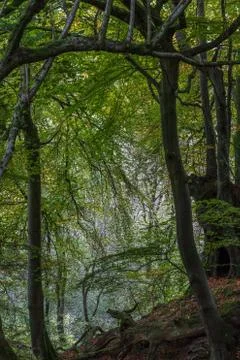 Beech tree canopy Stock Photos