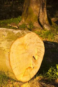A Beech Tree chopped down in Skelghyll Woods in Ambleside, UK. Stock Photos