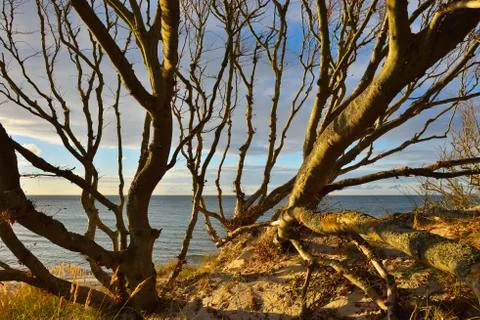 Beech Tree in Coastal Forest, West Beach, Autumn, Prerow, Darss, Foto stock