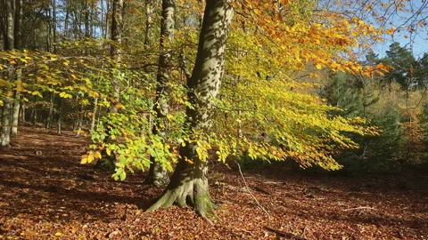 Beech tree with coloring leaves at fall in the forest Stock Footage 212528582