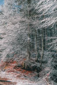 Beech tree covered with snow and dead leaves on the ground. Foto stock