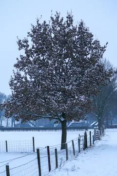 Beech Tree at the Crossing of Two Fences in a Winter Landscape Stock Photos