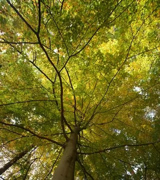 Beech tree crown treetop - concept nature environment co2 ecology green planet Stock Photos