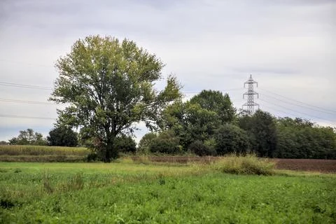 Beech tree by the edge of a grassy path between fields on a cloudy day in aut Stockfoto's