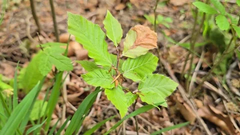 Beech tree (Fagus sylvatica) seedling on forest floor in Wales, UK Stock Footage 340151628