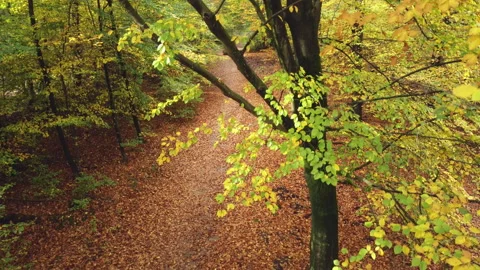 Beech tree at fall, autumn, filmed with a drone from high to low Stock Footage 217684765