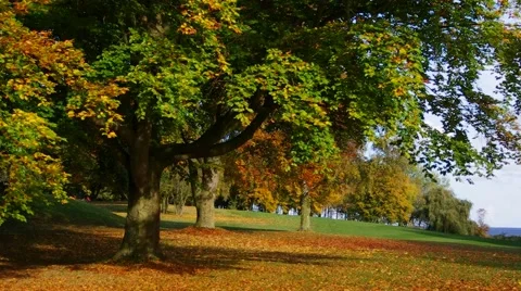 Beech tree in fall Stock Footage 53776871