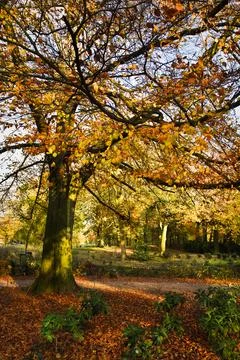 Beech tree in fall in park Stock Photos