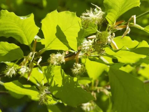 Beech tree flowers Stock Photos