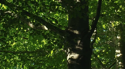 Beech tree, foliage, zoom out beech avenue in forest Stock Footage 33783737