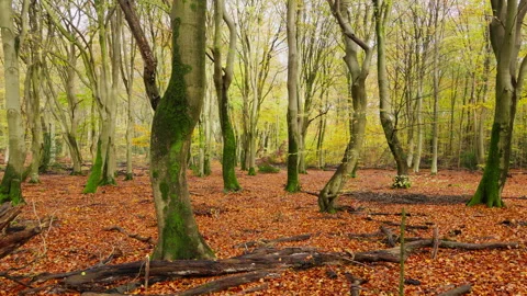 Beech tree forest at fall, autumn, at an overcast day Stock Footage 269153278