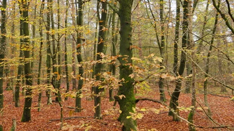 Beech tree forest at fall, with yellow colored leaves and brown leaves. Stock Footage 269142244
