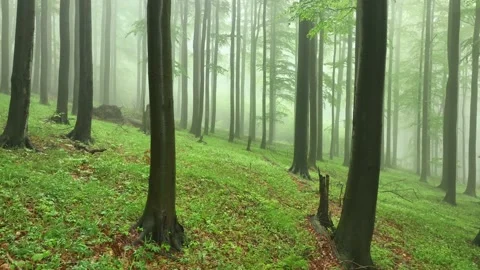 Beech tree forest in fog Video stock 195930696